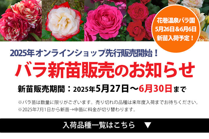 2025年 花巻温泉バラ園 新苗オンライン先行販売のお知らせ