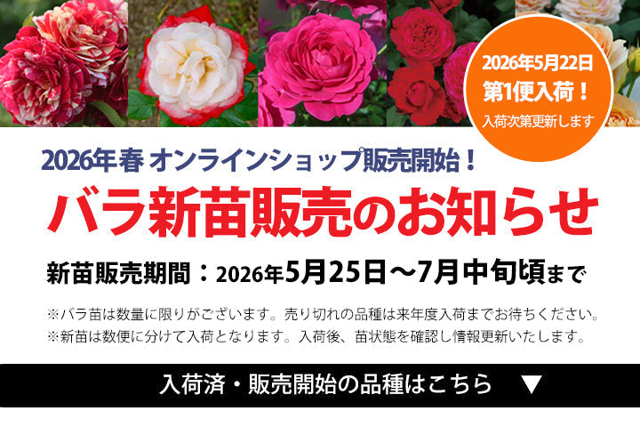 【第1便入荷】花巻温泉バラ園『新苗』のオンライン販売のお知らせ