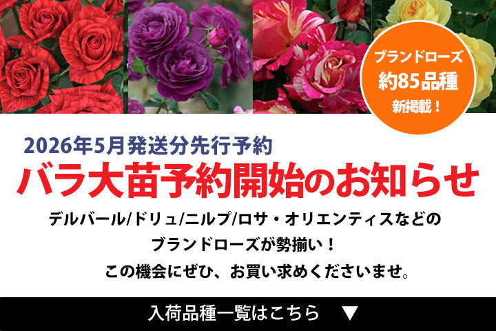 花巻温泉バラ園 バラ苗(大苗)先行予約開始のお知らせ(2026年5月発送)