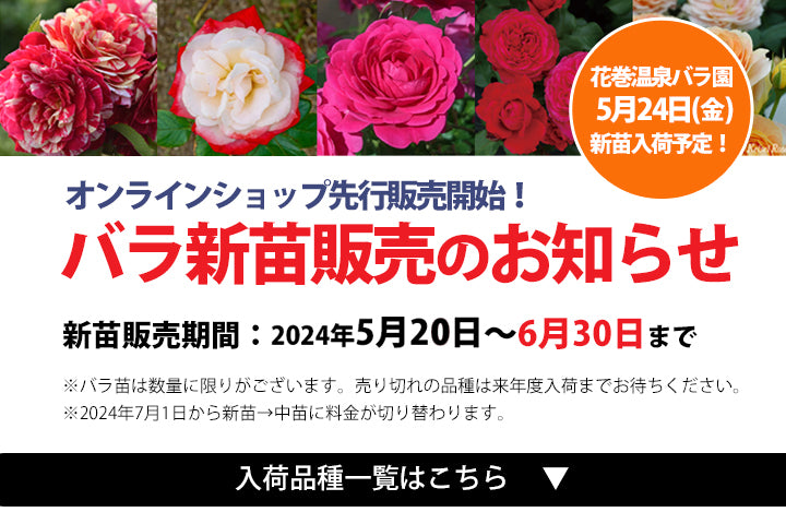 花巻温泉バラ園『新苗』のオンライン先行販売のお知らせ