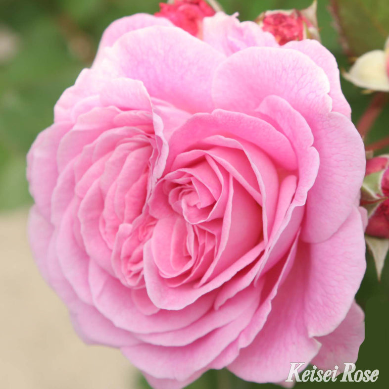 【バラ苗】マリーヘンリエッテ(2026年3月発送)