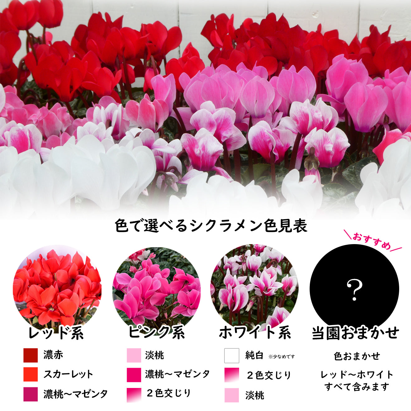 【数量限定】シクラメン(5号鉢)