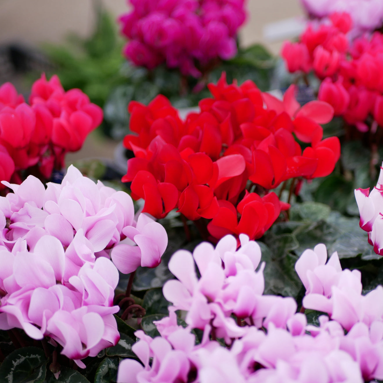 【数量限定】シクラメン(5号鉢)