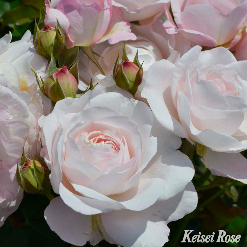 【バラ苗】花ぼんぼり(2026年3月発送)