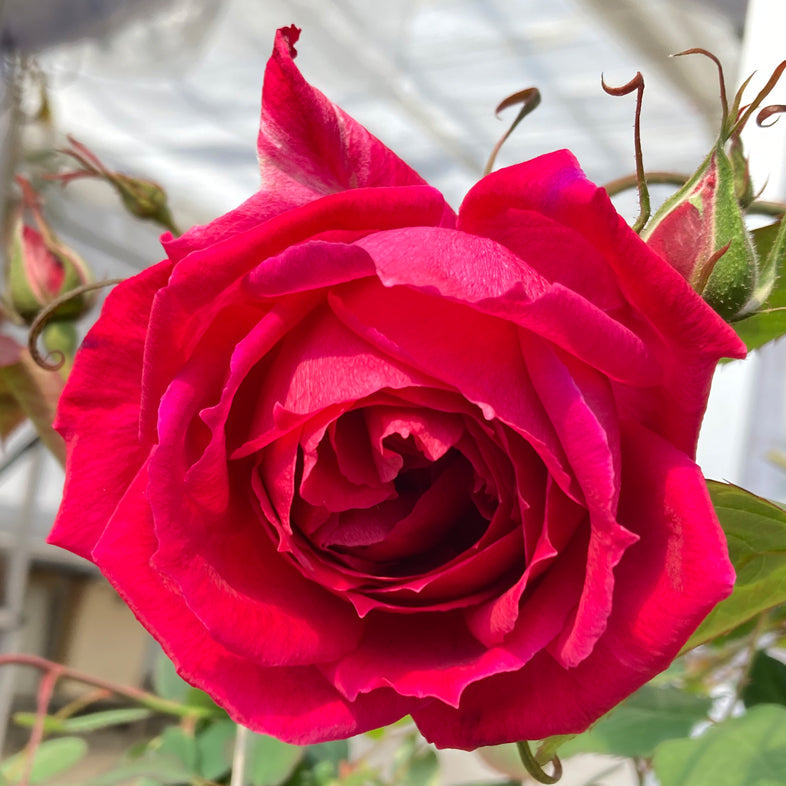 湖に咲く薔薇　３枚セット 3湖に咲く薔薇 3枚（BSC26-045 250714 - メルカリ