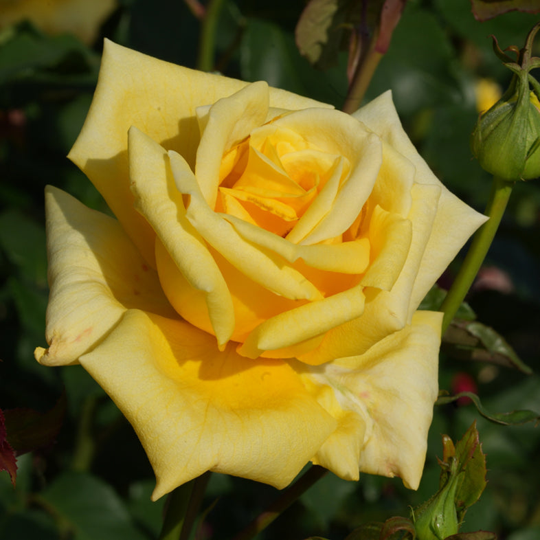 【バラ苗】マルコポーロ(2026年3月発送)