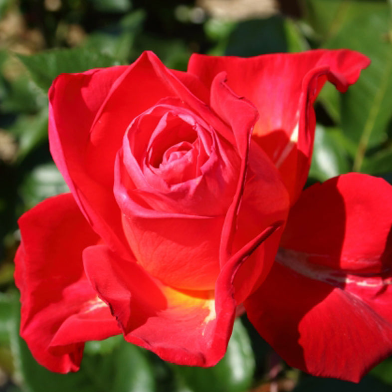 【バラ苗】光彩(こうさい)(2026年3月発送)