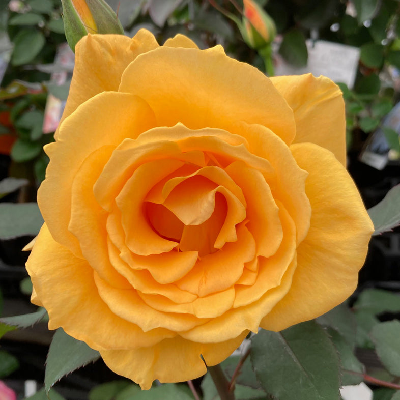 【バラ苗】クリスエバート(2026年3月発送)