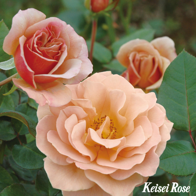 【バラ苗】カフェラテ