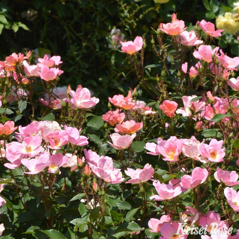 【バラ苗】レインボーノックアウト(2026年3月発送)