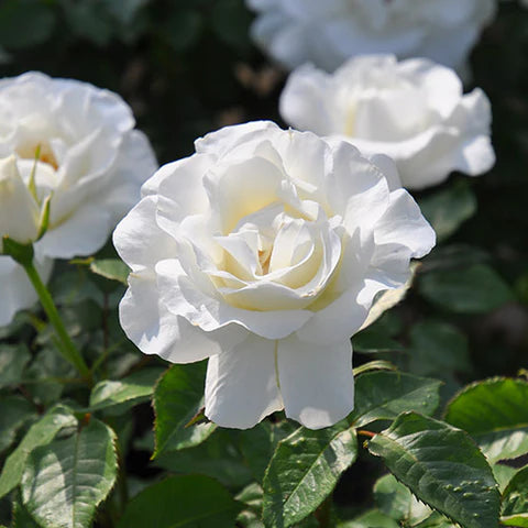 【バラ苗】グラシアール(2026年3月発送)