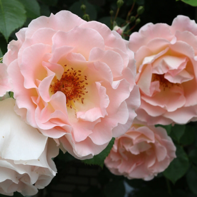 【バラ苗】ロココ(2026年3月発送)