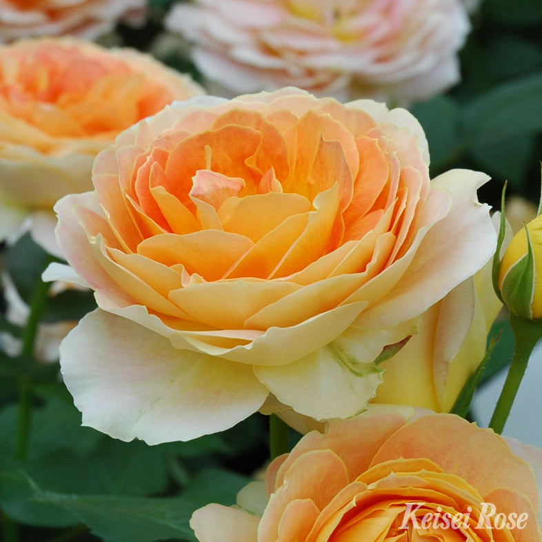 【バラ苗】キャラメルアンティーク  (2026年3月発送)