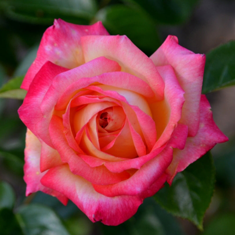 【バラ苗】朝雲(あさぐも)(2026年3月発送)