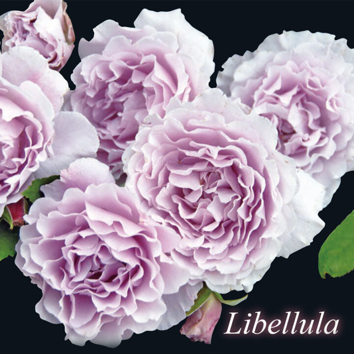 【バラ苗】リベルラ (2026年5月発送)