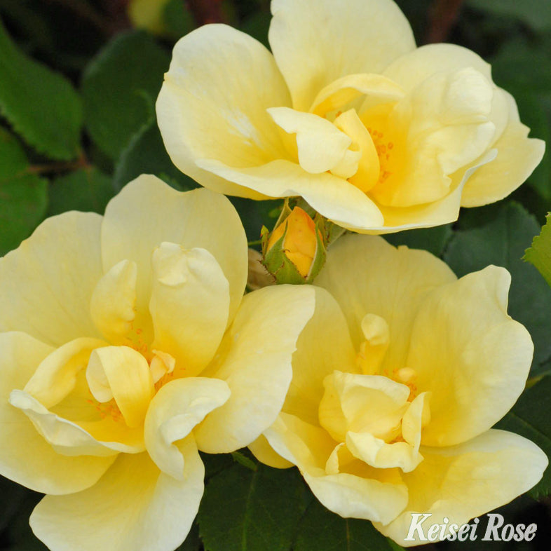 【バラ苗】サニーノックアウト(2026年3月発送)