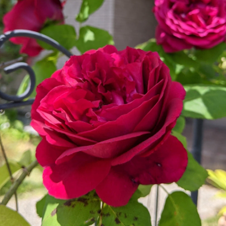 【バラ苗】バロン ジロー ド ラン(2026年3月発送)