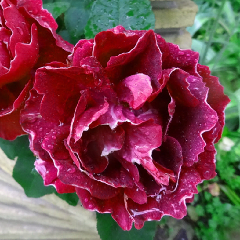 【バラ苗】バロン ジロー ド ラン(2026年3月発送)