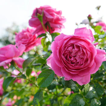 【バラ苗】サンテグジュペリ
