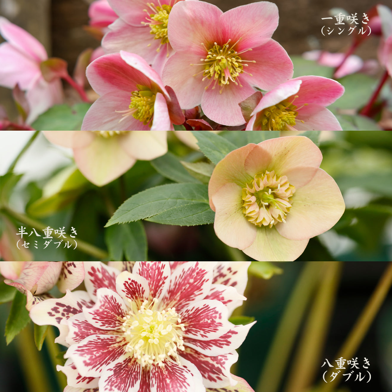 クリスマスローズ ダブル 八重咲き 4寸ロングポットごと 苗 植物 - 花