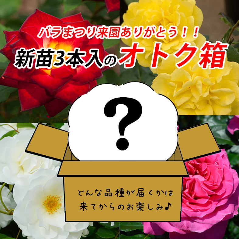【オンライン限定】花巻温泉バラ園セレクト新苗3本オトク箱【限定20組】