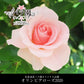 花巻温泉バラ園オリジナル品種「オリンピアローズ2020」バラ苗
