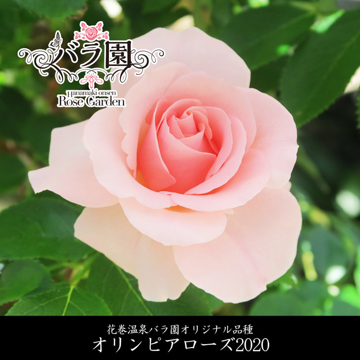 花巻温泉バラ園オリジナル品種「オリンピアローズ2020」バラ苗　(2024年3月発送)