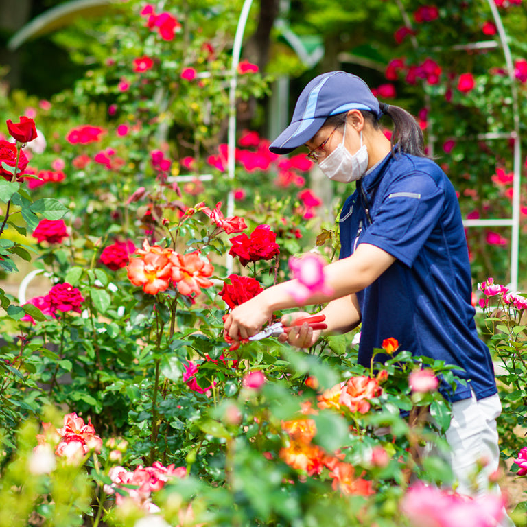 花巻温泉のバラ園にいる気分を味わえるルームスプレー